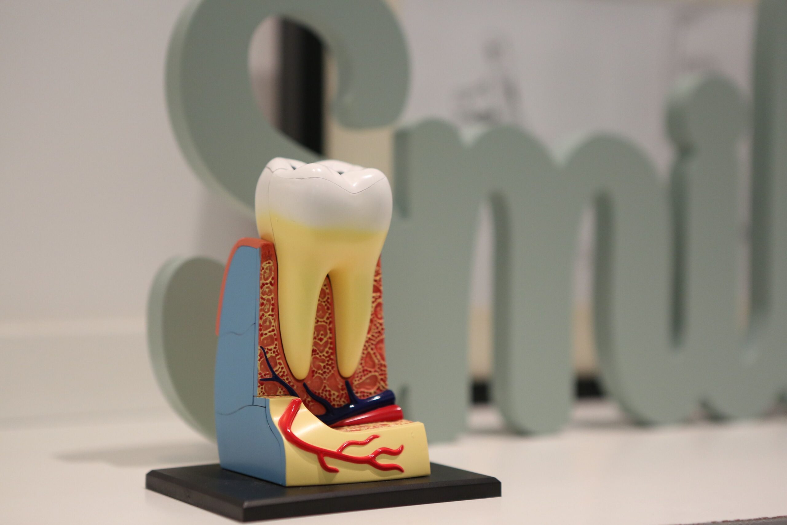 The Living Armor: Could Scientists Finally Teach Damaged Teeth to Repair Themselves?